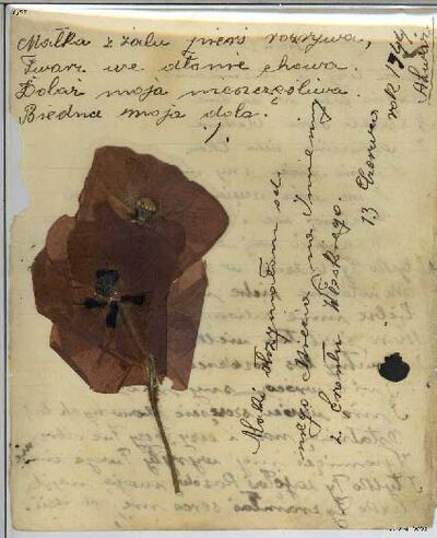 Napisany 13.06.1944 przez uczestnika walk o Monte Cassino list do matki z załączonymi kwiatami maku z Monte Cassino