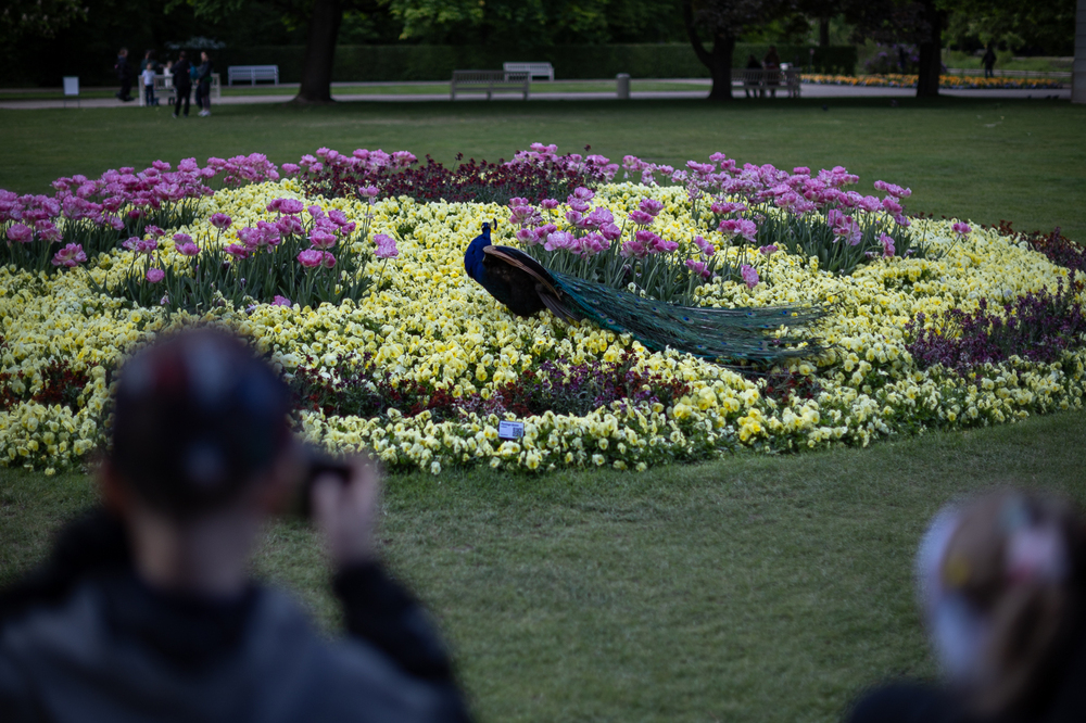 Krok w krok za Piłsudskim – Warszawa, 12 maja 2025. Fot. Sławek Kasper (IPN)