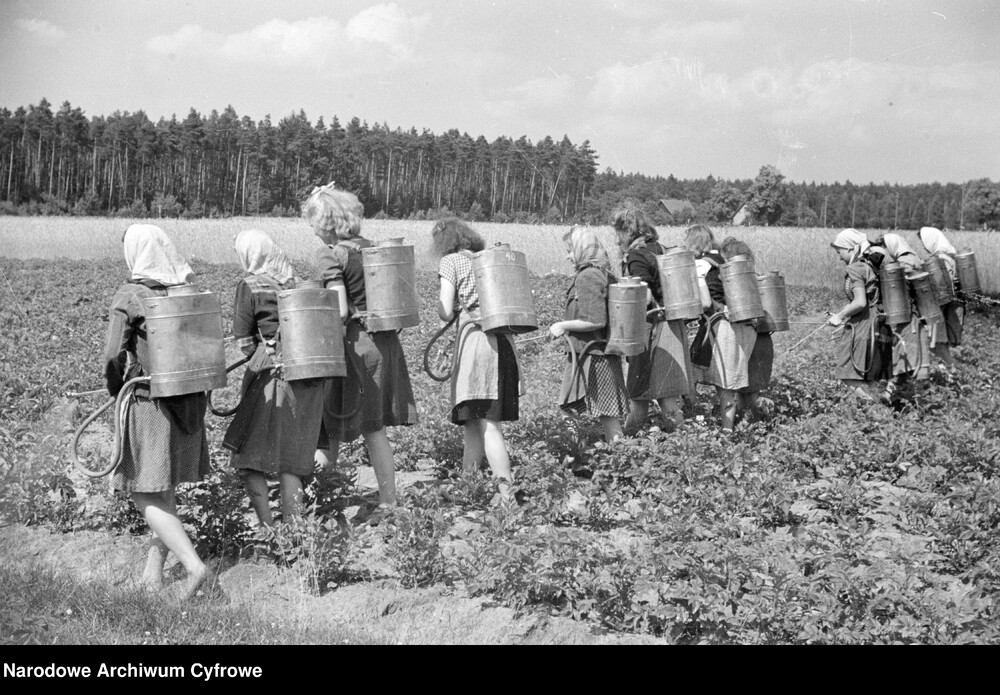 Walka ze stonką ziemniaczaną. Fot. Narodowe Archiwum Cyfrowe