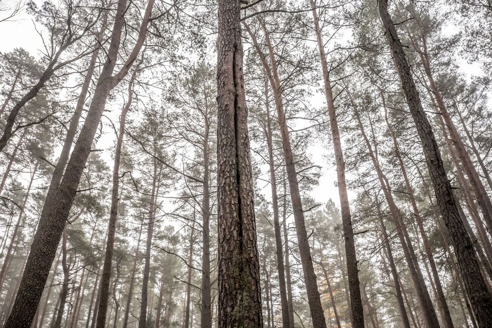 Prace archeologiczne IPN w Lesie Piaśnickim. Fot. IPN Gdańsk