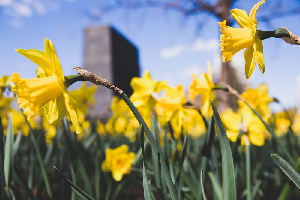 77. rocznica wybuchu powstania w getcie warszawskim. Żonkile – symbol pamięci o powstańcach. Fot. Sławek Kasper (IPN)
