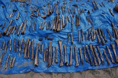 „Trupie pole”, wydobyte zniszczone kości długie, głównie kobiet. Kości bardzo małych dzieci (do lat 3–5) nie zachowały się (2011)