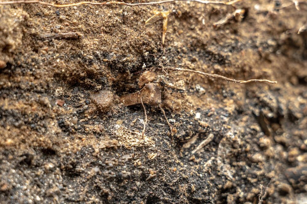 Odnaleziono zbiorową mogiłę ofiar zbrodni niemieckich dokonanych w pierwszych miesiącach II wojny światowej w Lesie Szpęgawskim