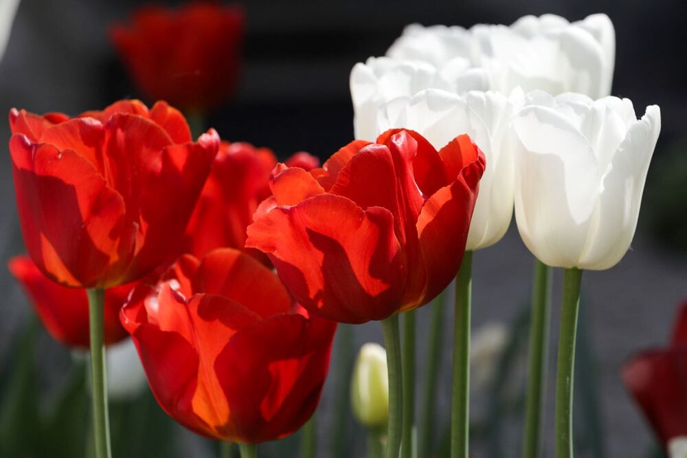 Uroczystość z okazji Dnia Polonii i Polaków za Granicą oraz Dnia Flagi Rzeczypospolitej Polskiej. Fot. Mikołaj Bujak (IPN)