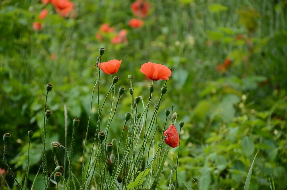 Fort „Krzesławice”. Fot. Janusz Ślęzak (IPN)