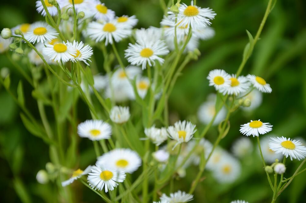 Fort „Krzesławice”. Fot. Janusz Ślęzak (IPN)