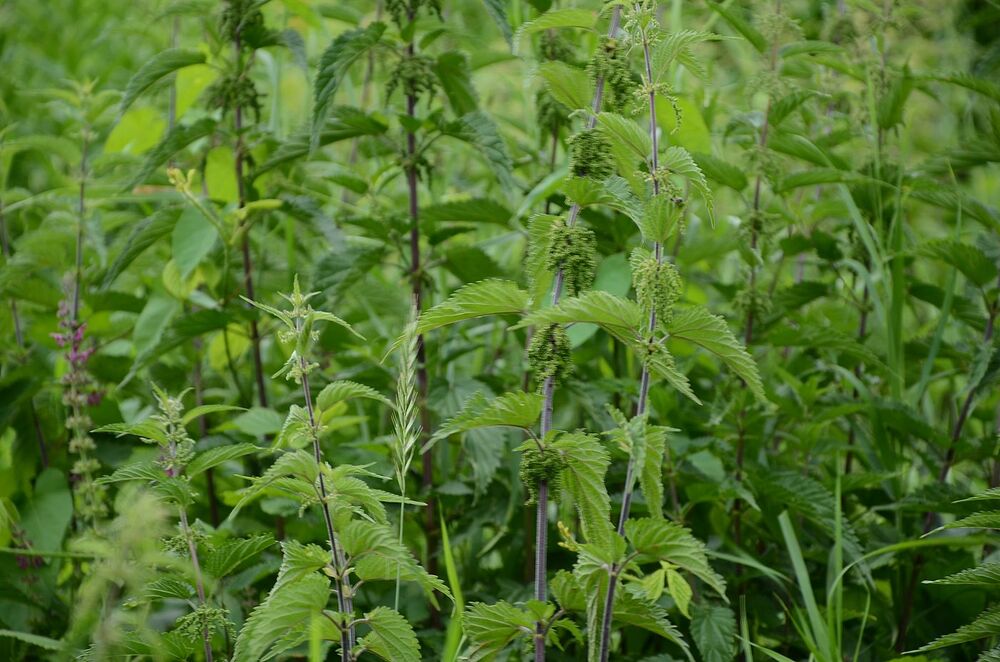 Fort „Krzesławice”. Fot. Janusz Ślęzak (IPN)